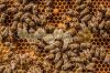 pčelarska oprema
